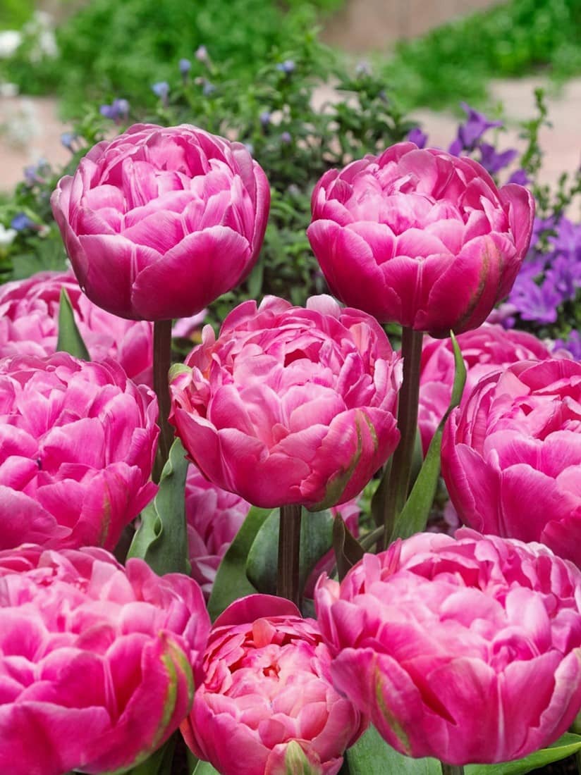 Rosa og hvid Tulipan 'Amazing Grace' i blomst