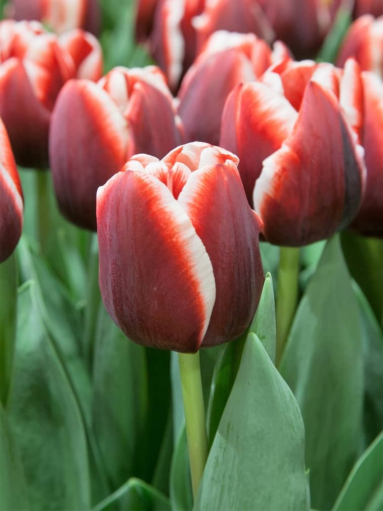 Mørkerød Tulipan 'Armani' i blomst
