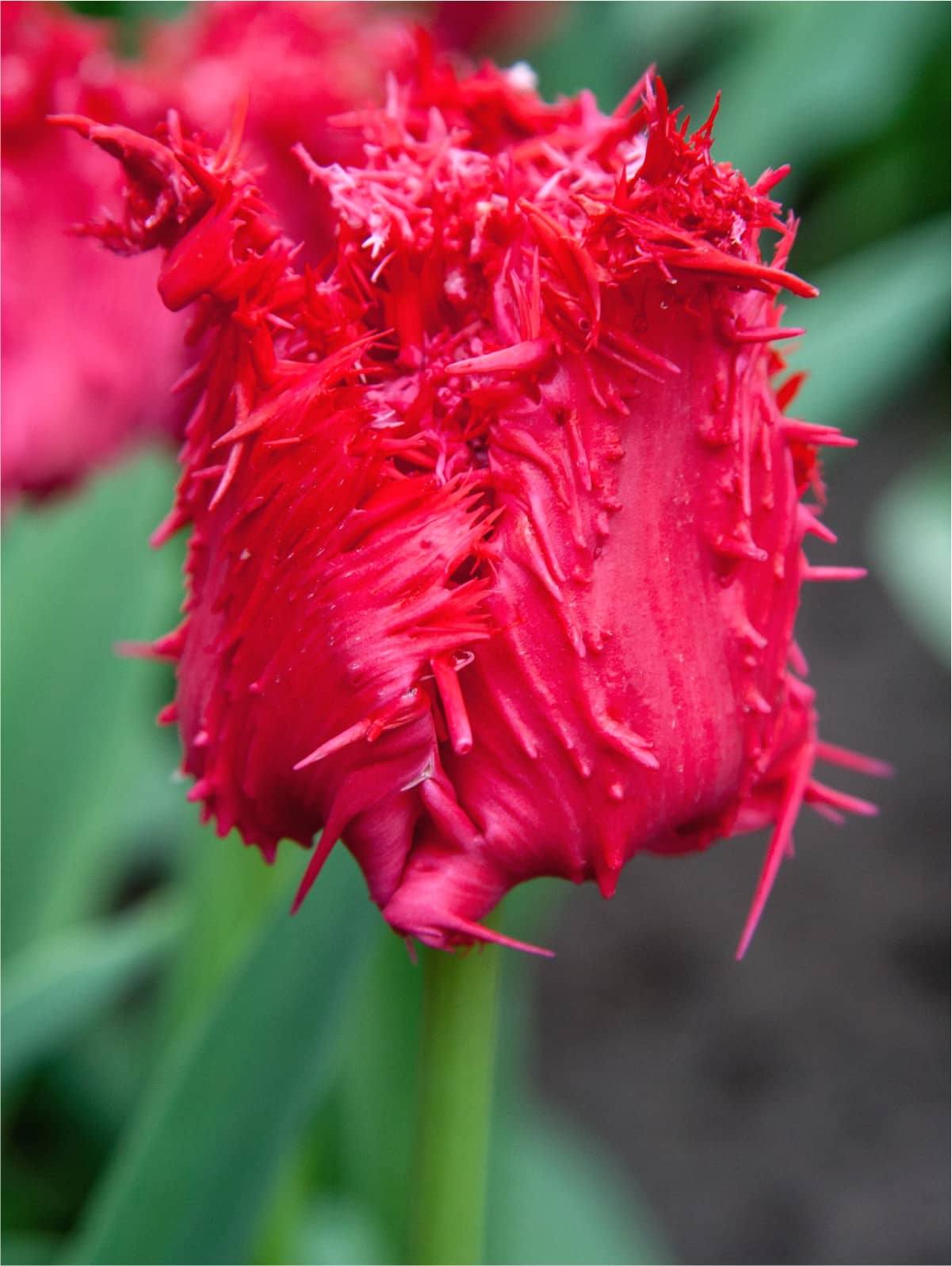 Rubinrød Tulipan 'Barbados' i blomst