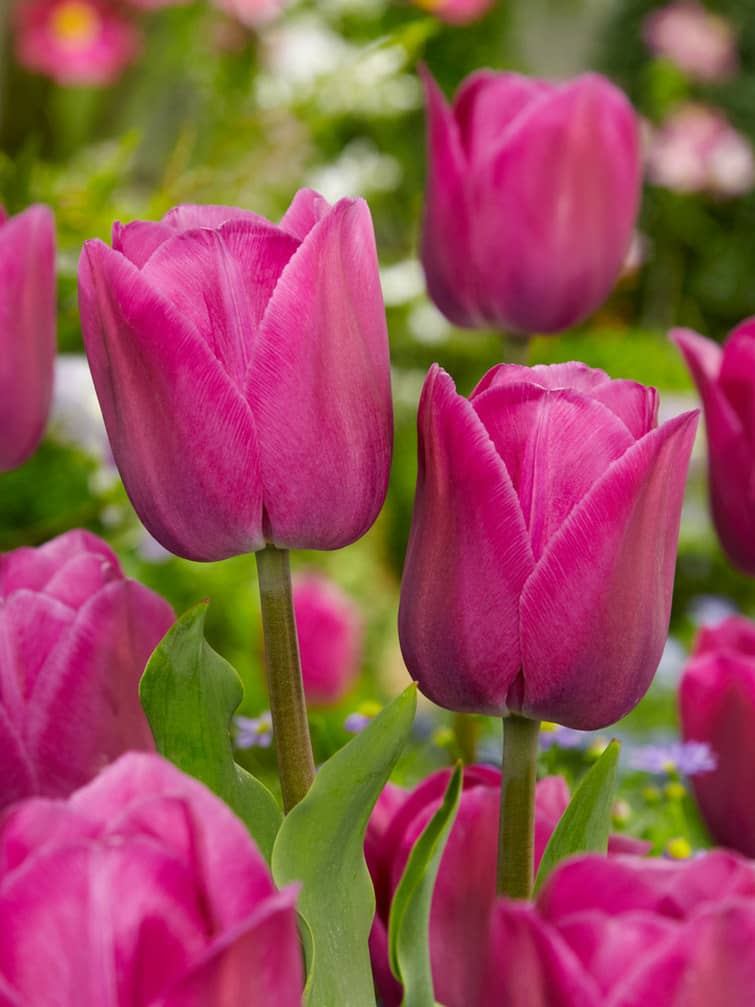 Fuchsialilla Tulipan 'Barcelona' i blomst