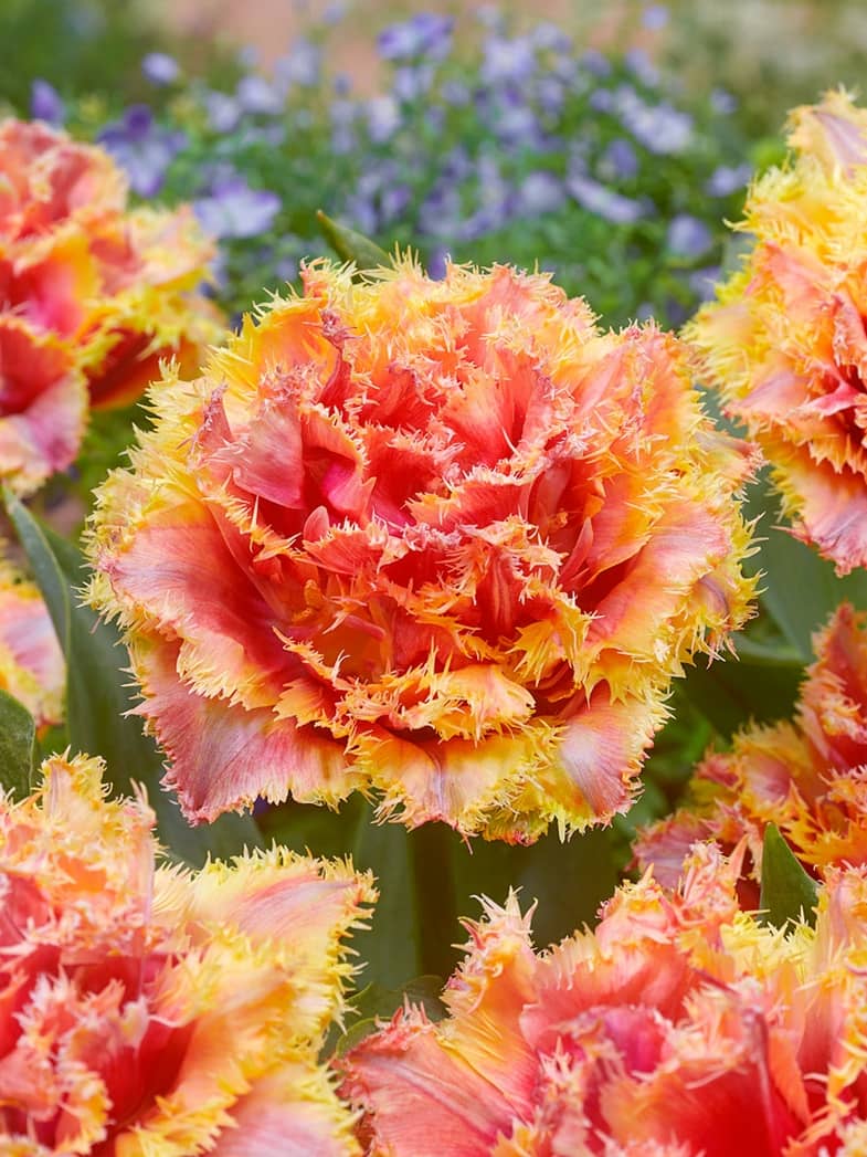Rosa Tulipan 'Brisbane' i blomst