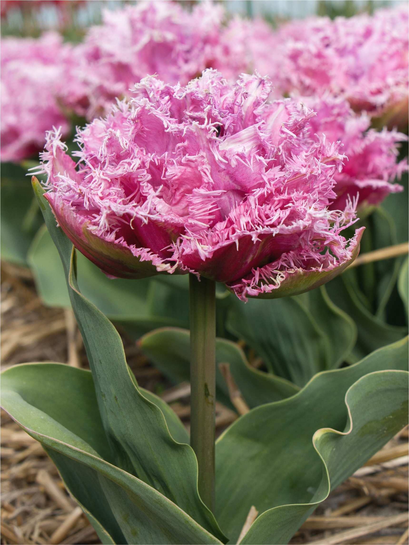 Lyslilla Tulipan 'Newcastle' i blomst