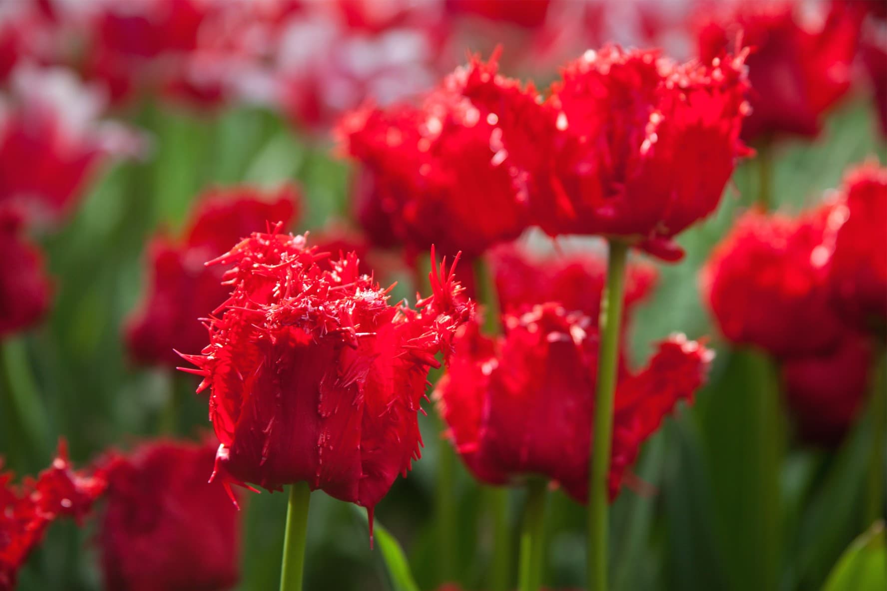 Rubinrød Tulipan 'Barbados' i blomst — billede 3