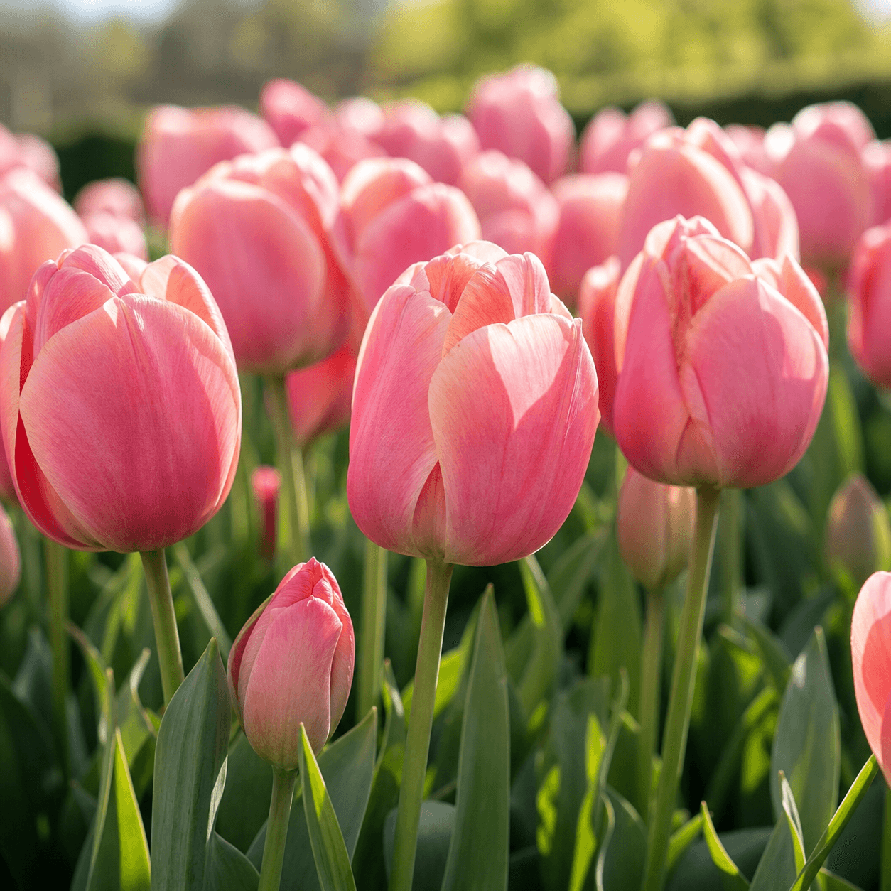Rosarød Tulipan 'Van Eijk' i blomst