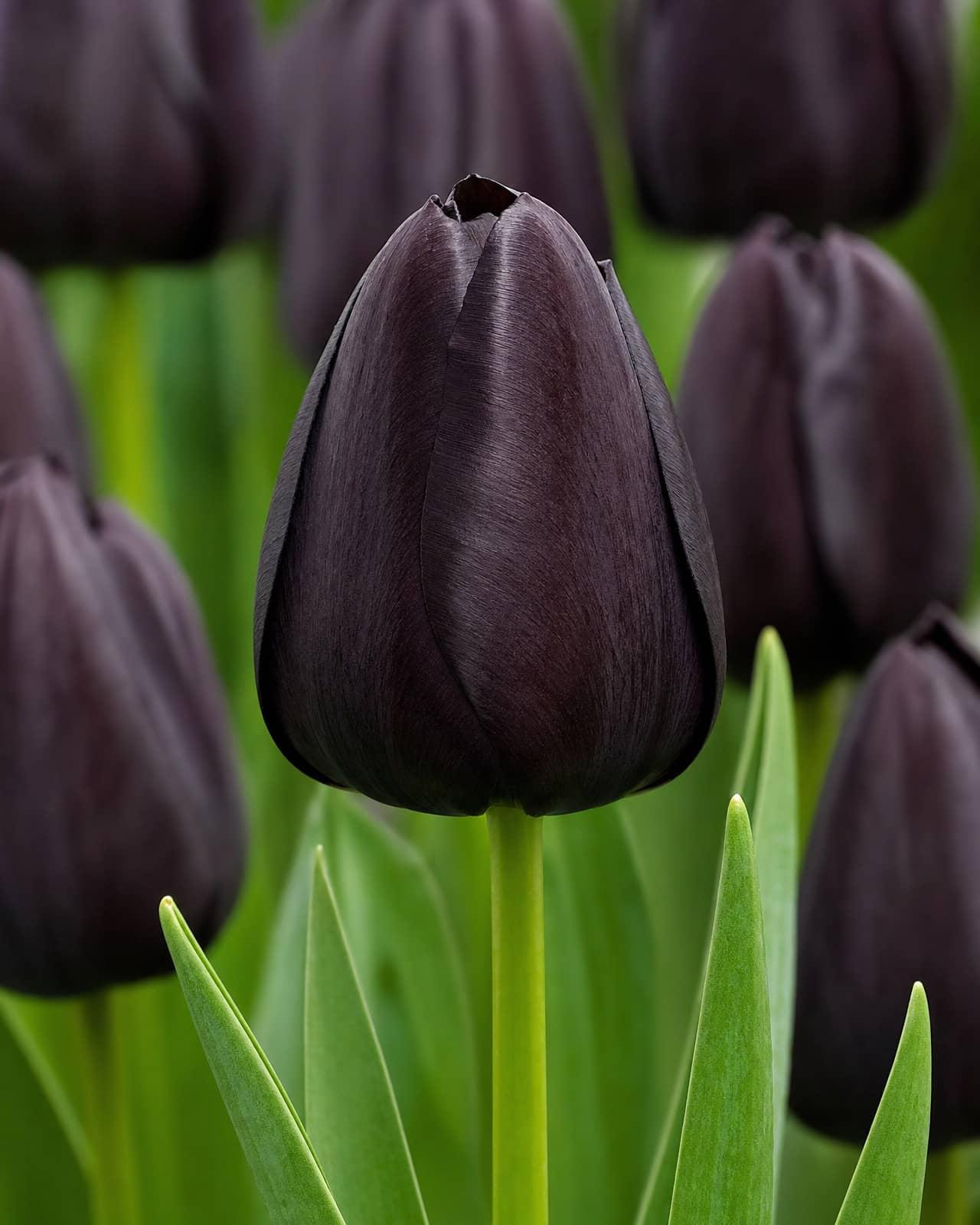 Mørklilla Tulipan 'Queen of Night' i blomst