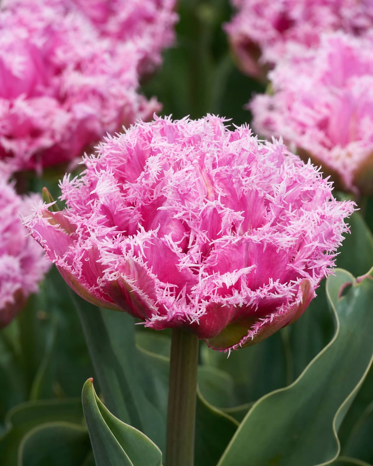 Lyslilla Tulipan 'Newcastle' i blomst