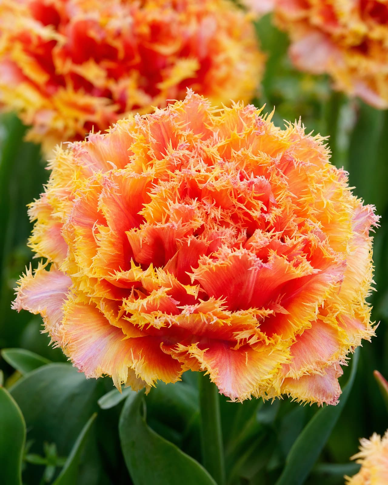 Orange og rosa Tulipan 'Brisbane' i blomst