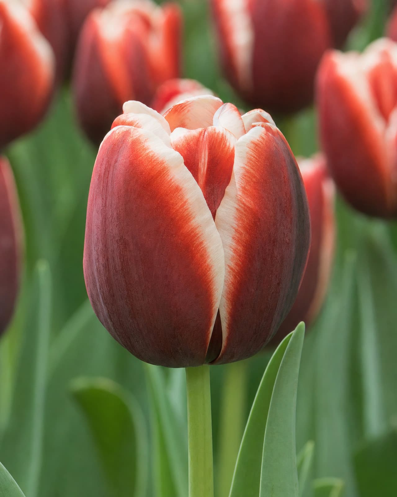 Mørkerød Tulipan 'Armani' i blomst