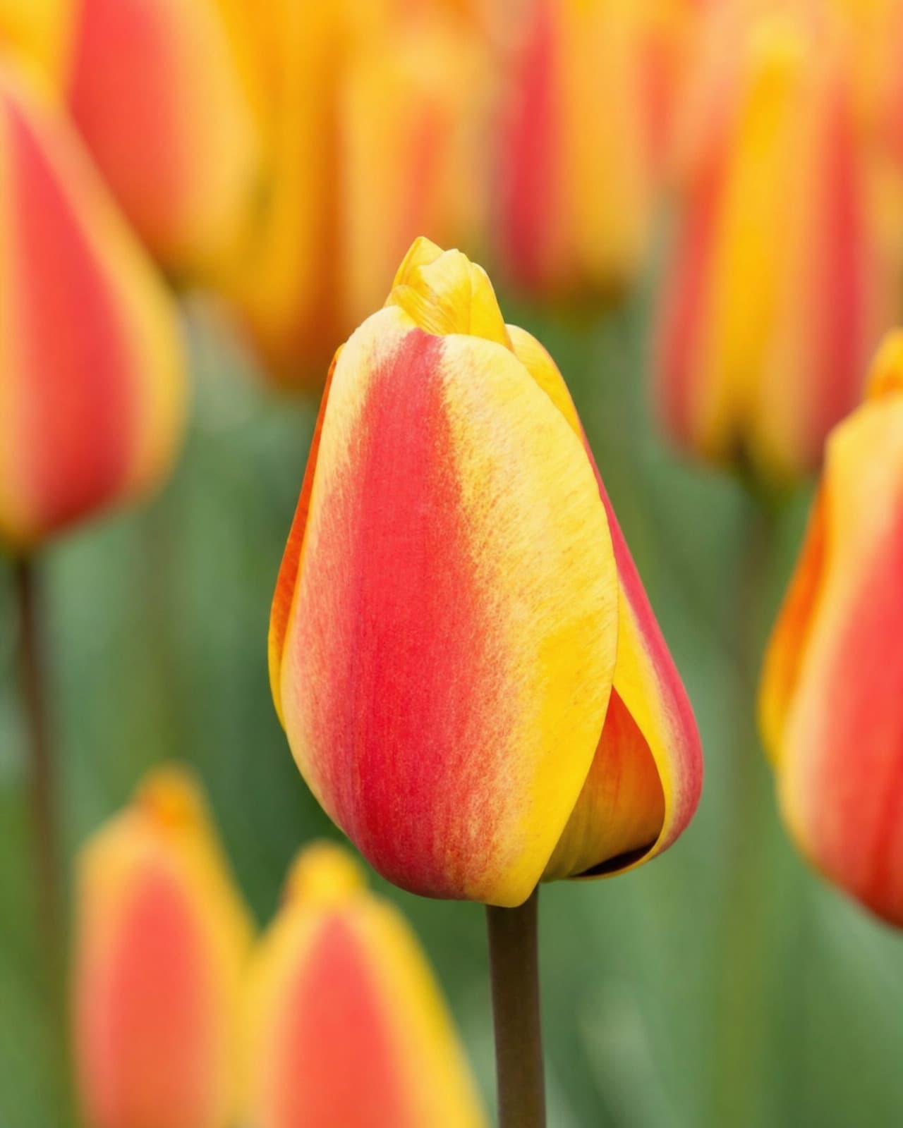 Rød og gul Tulipan 'Apeldoorn's Elite' i blomst