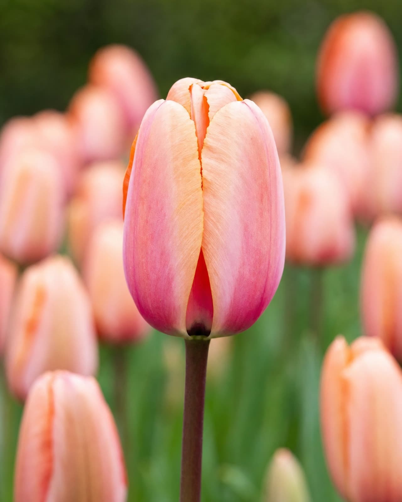 Laksefarvet Tulipan 'Apricot Impression' i blomst