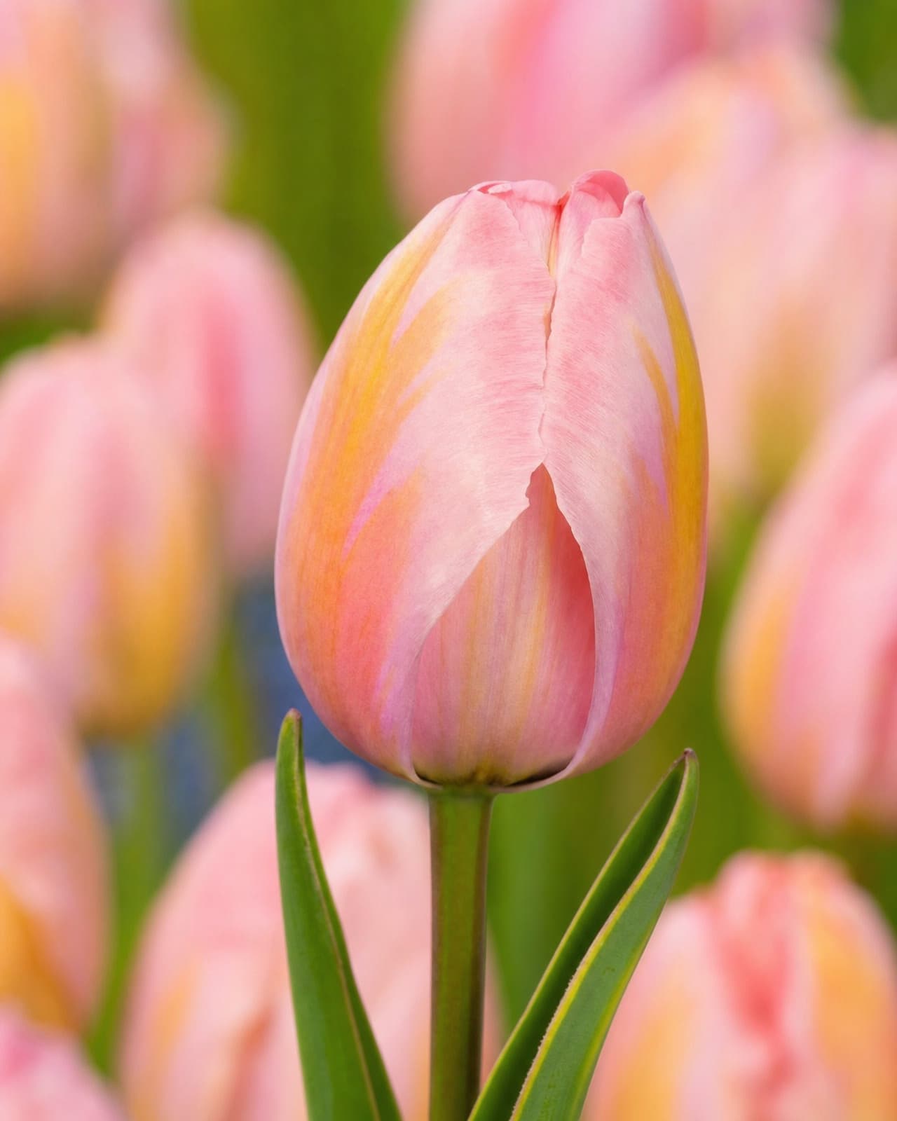 Rosa Tulipan 'Design Impression' i blomst