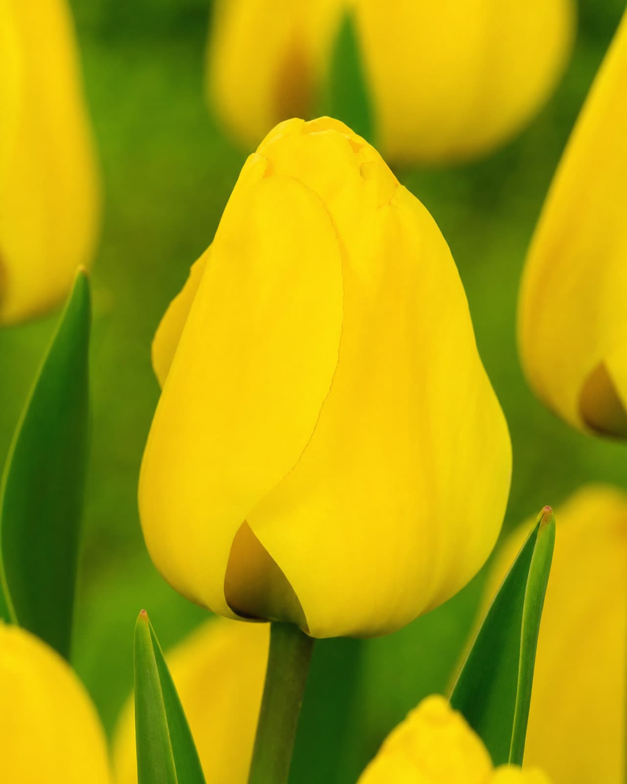 Gul Tulipan 'Golden Apeldoorn' i blomst