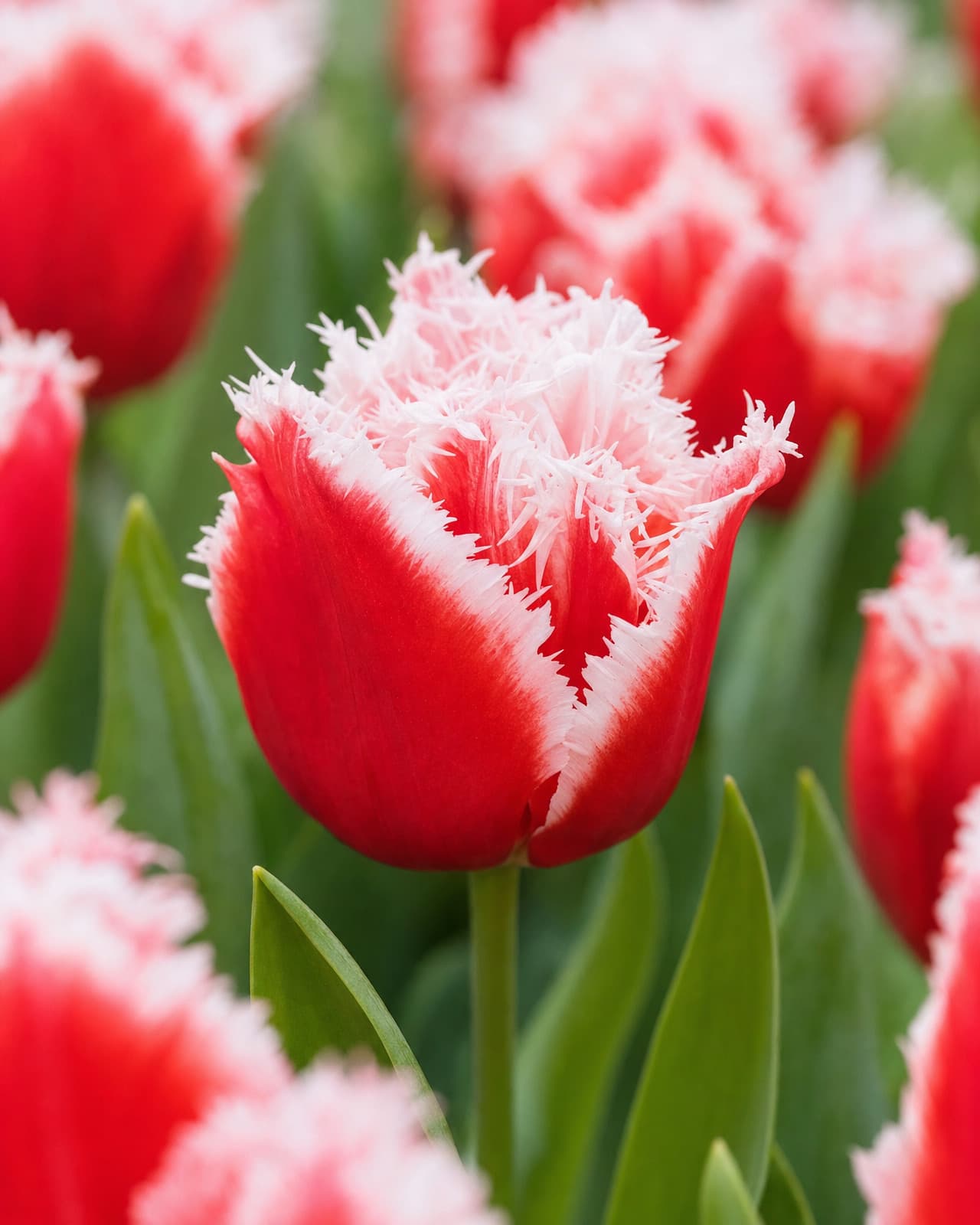 Rød og hvid Tulipan 'New Santa' i blomst