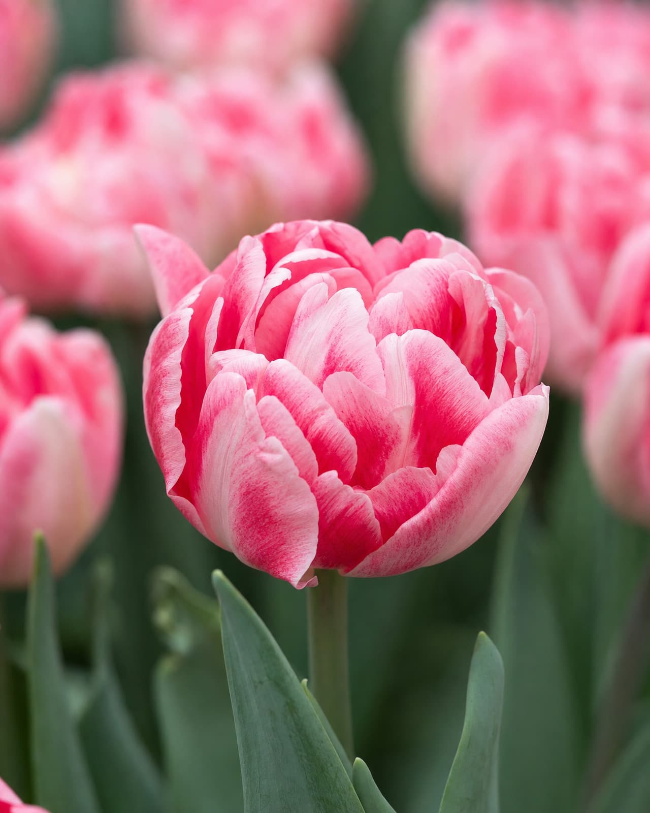 Rosa og hvid Tulipan 'Foxtrot' i blomst