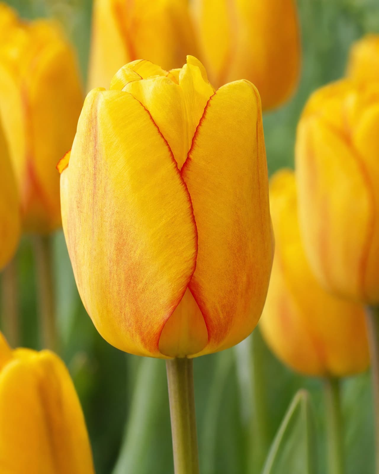 Gul og rosa Tulipan 'Blushing Apeldoorn' i blomst