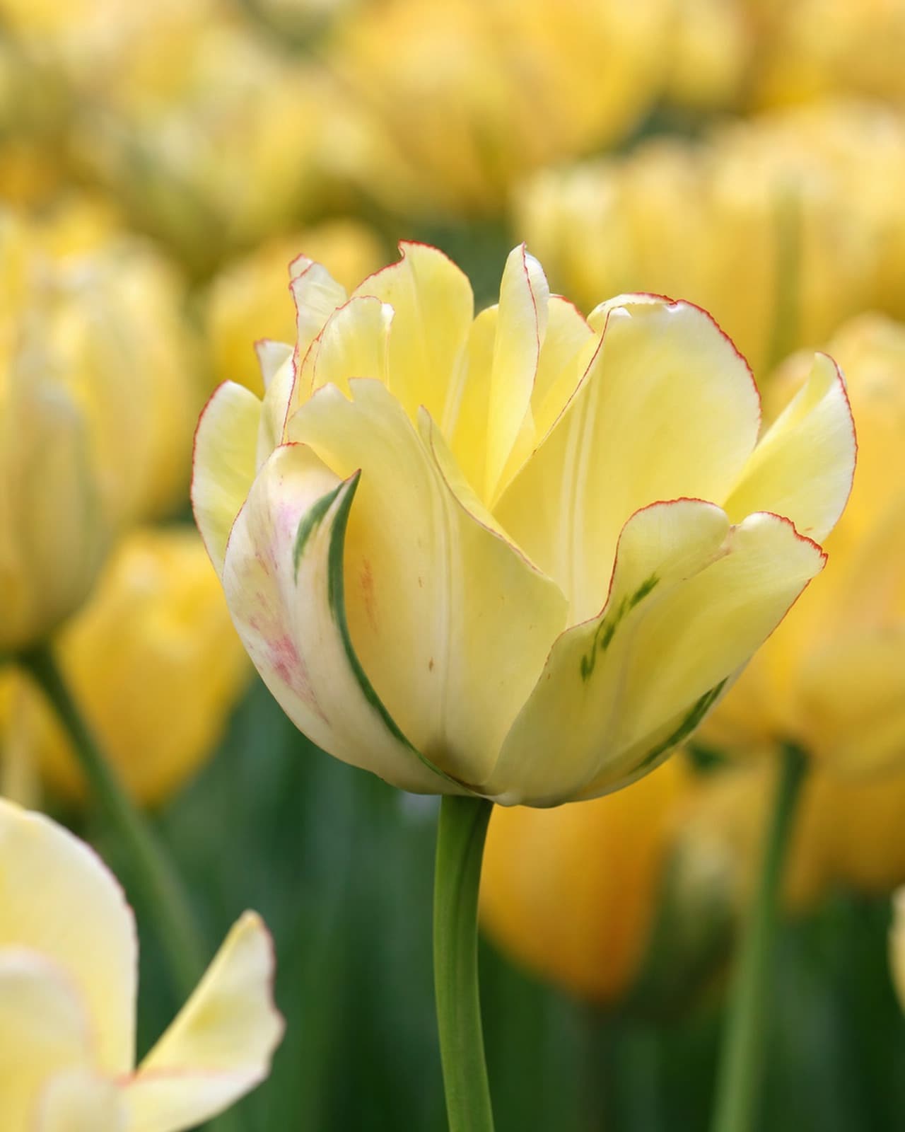 Gul og rød Tulipan 'Akebono' i blomst