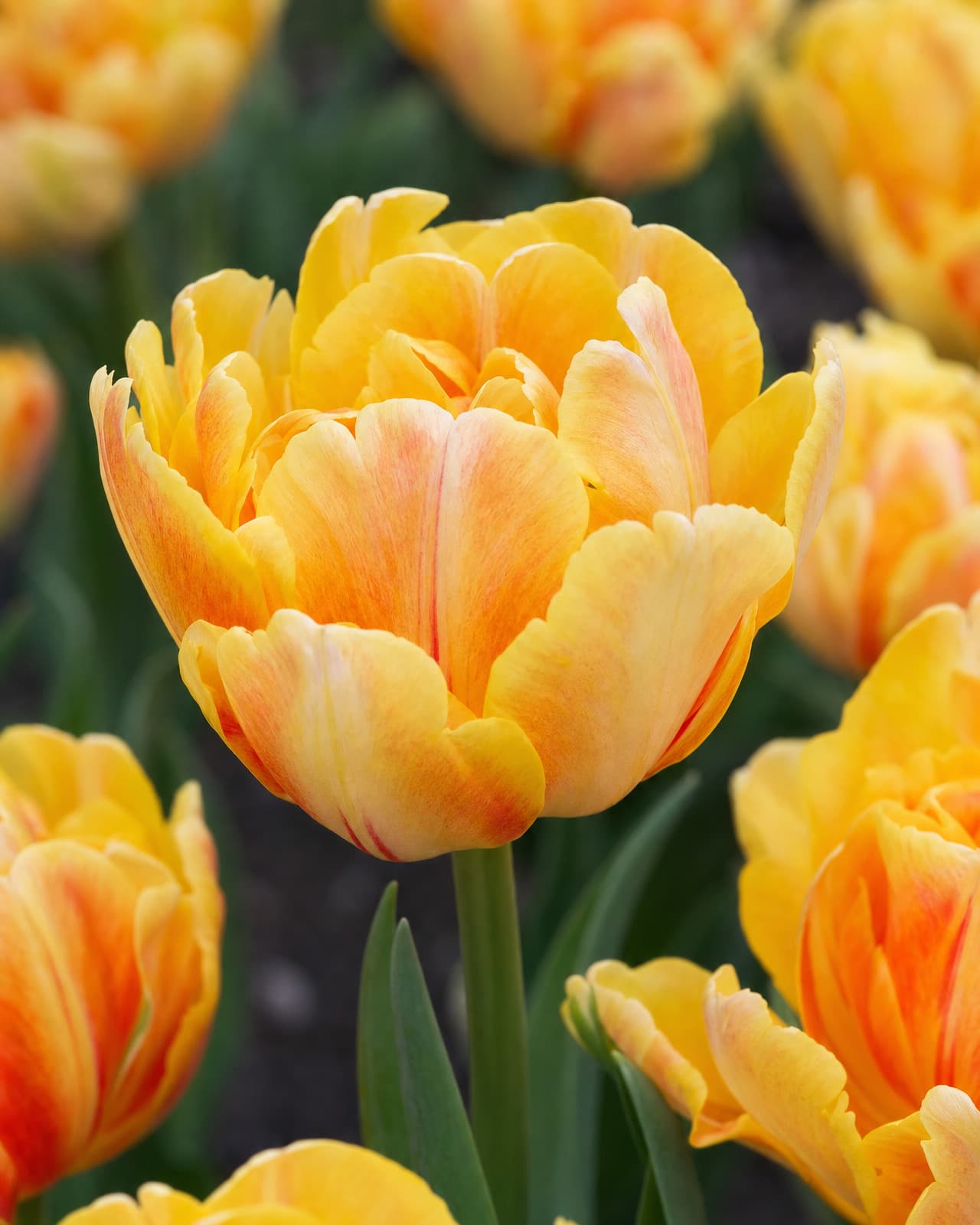 Abrikos Tulipan 'Foxy Foxtrot' i blomst