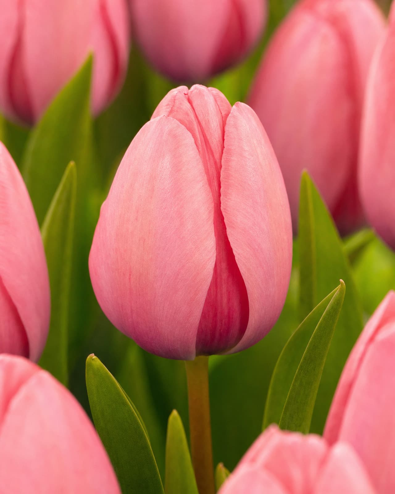 Rosa Tulipan 'Pink Impression' i blomst