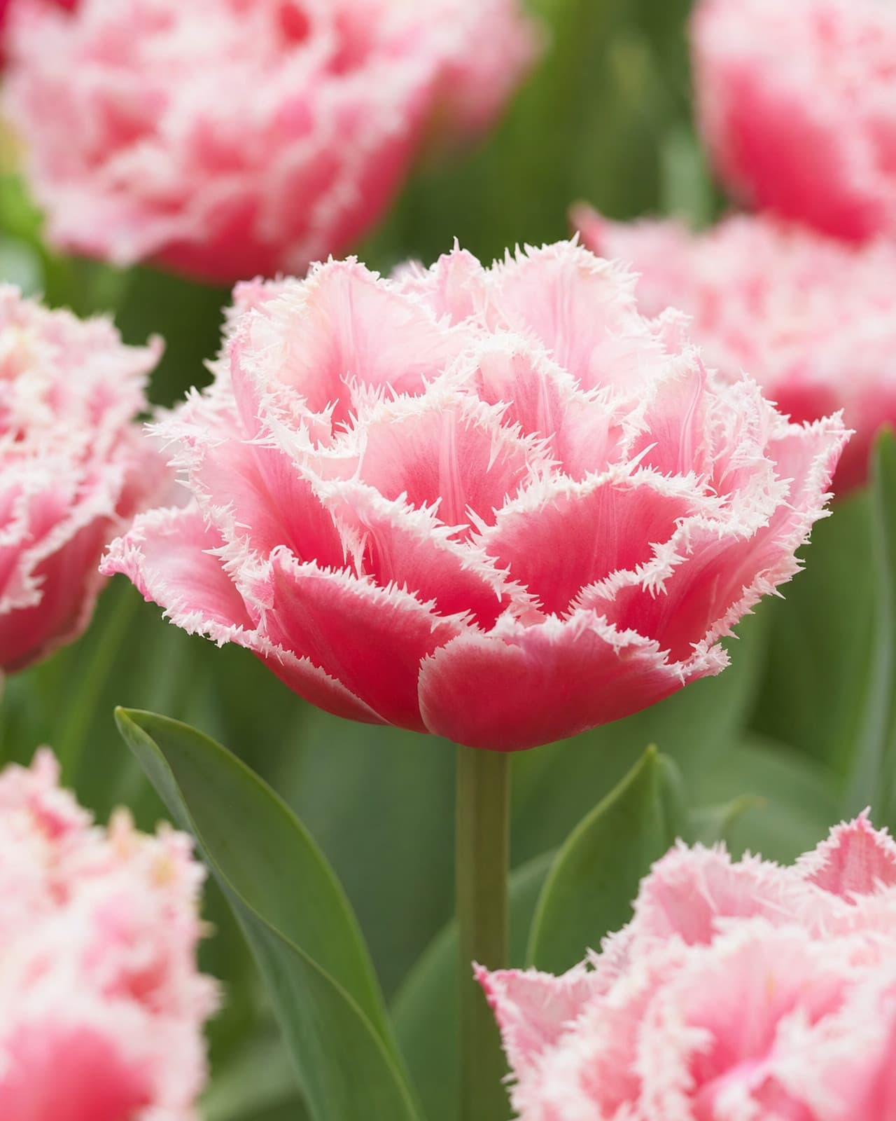 Rosa og hvid Tulip 'Queensland' i blomst