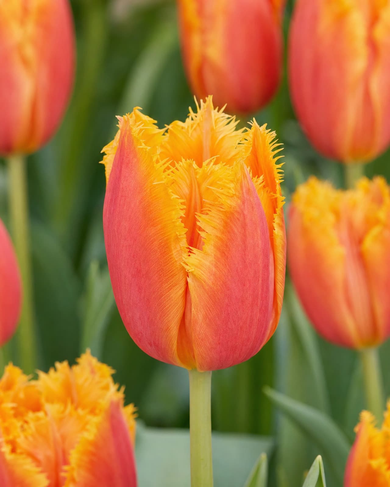 Orange og rosa Tulipan 'Lambada' i blomst