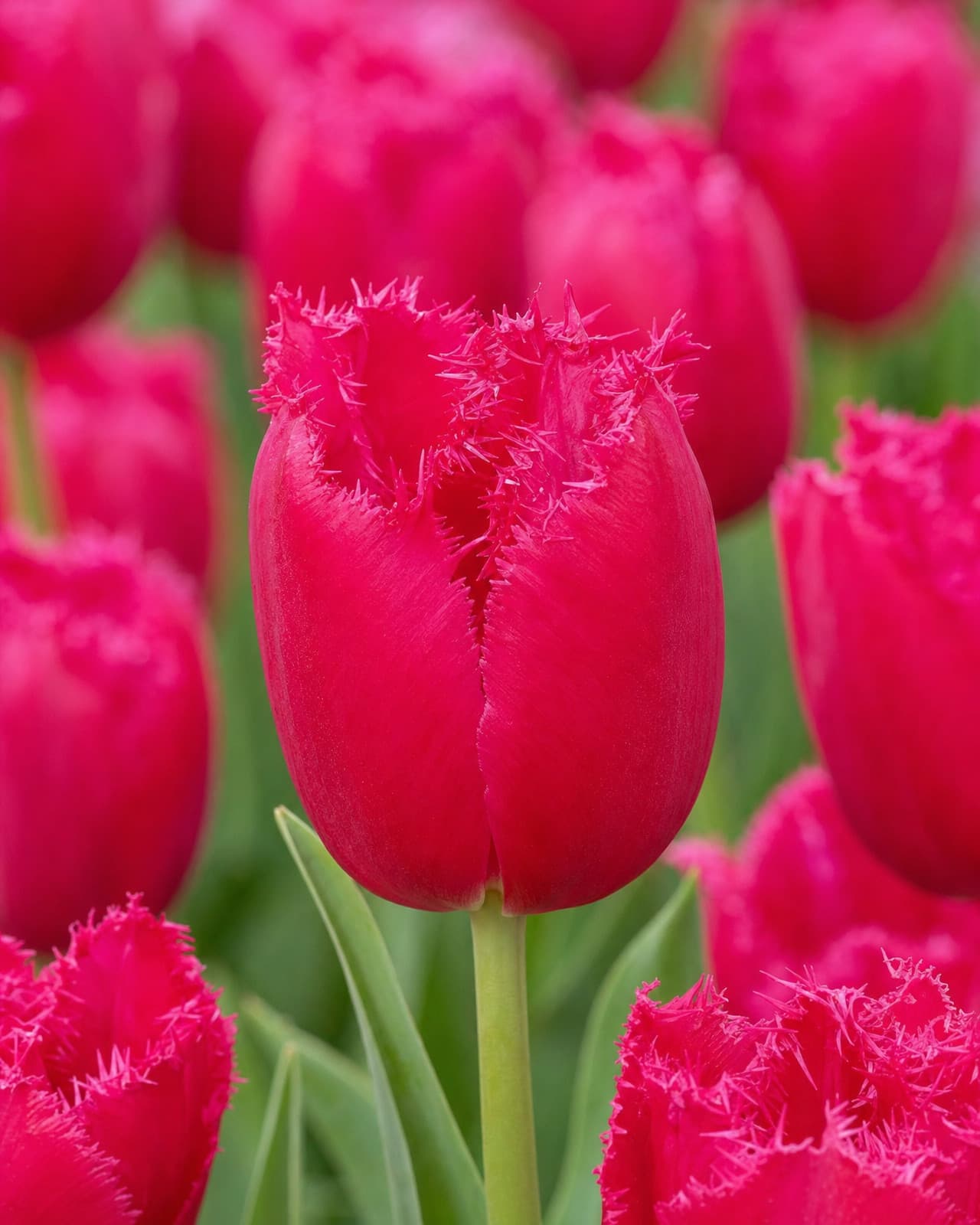 Vinrød Tulipan 'Burgundy Lace' i blomst