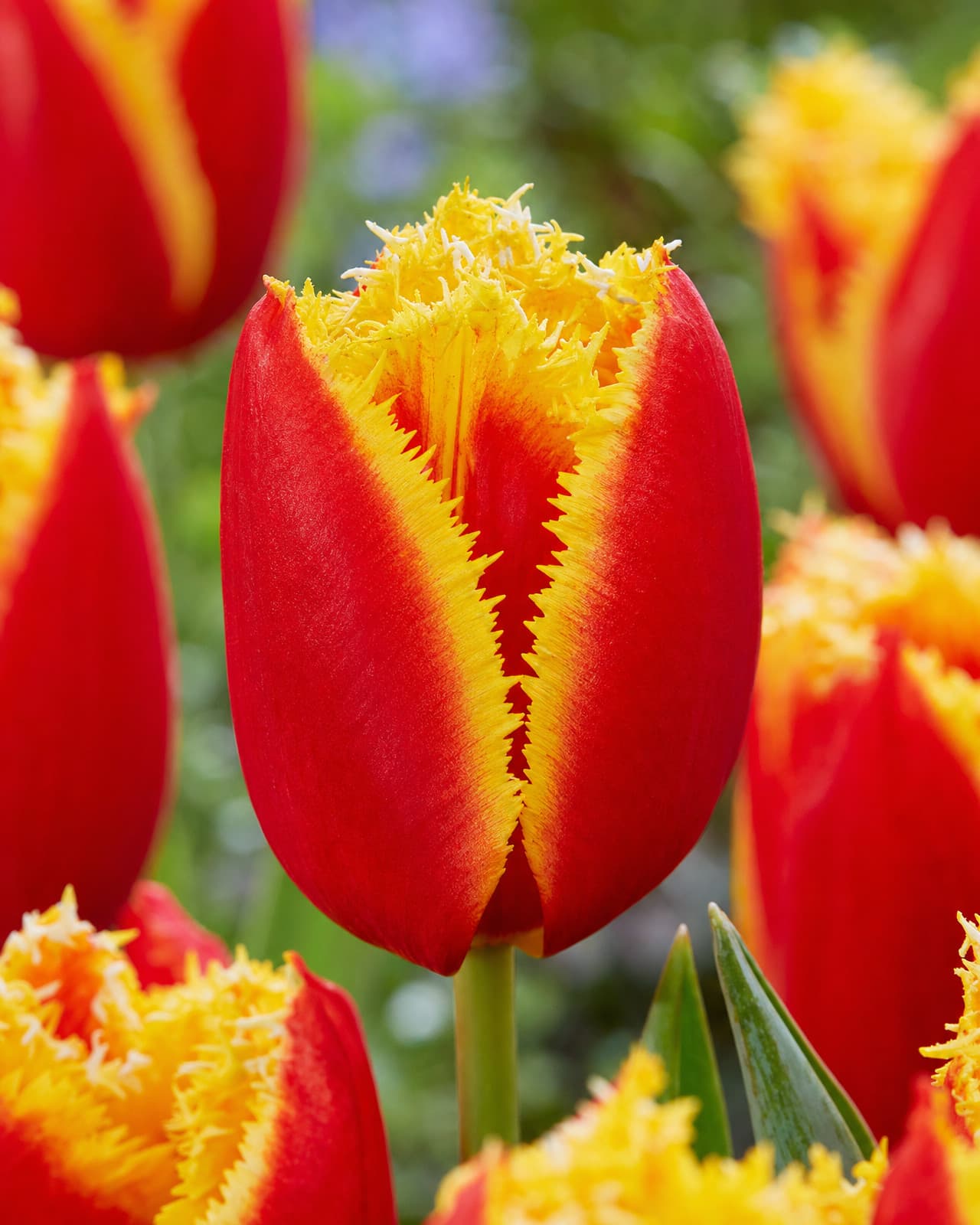 Rød og gul Tulipan 'Davenport' i blomst