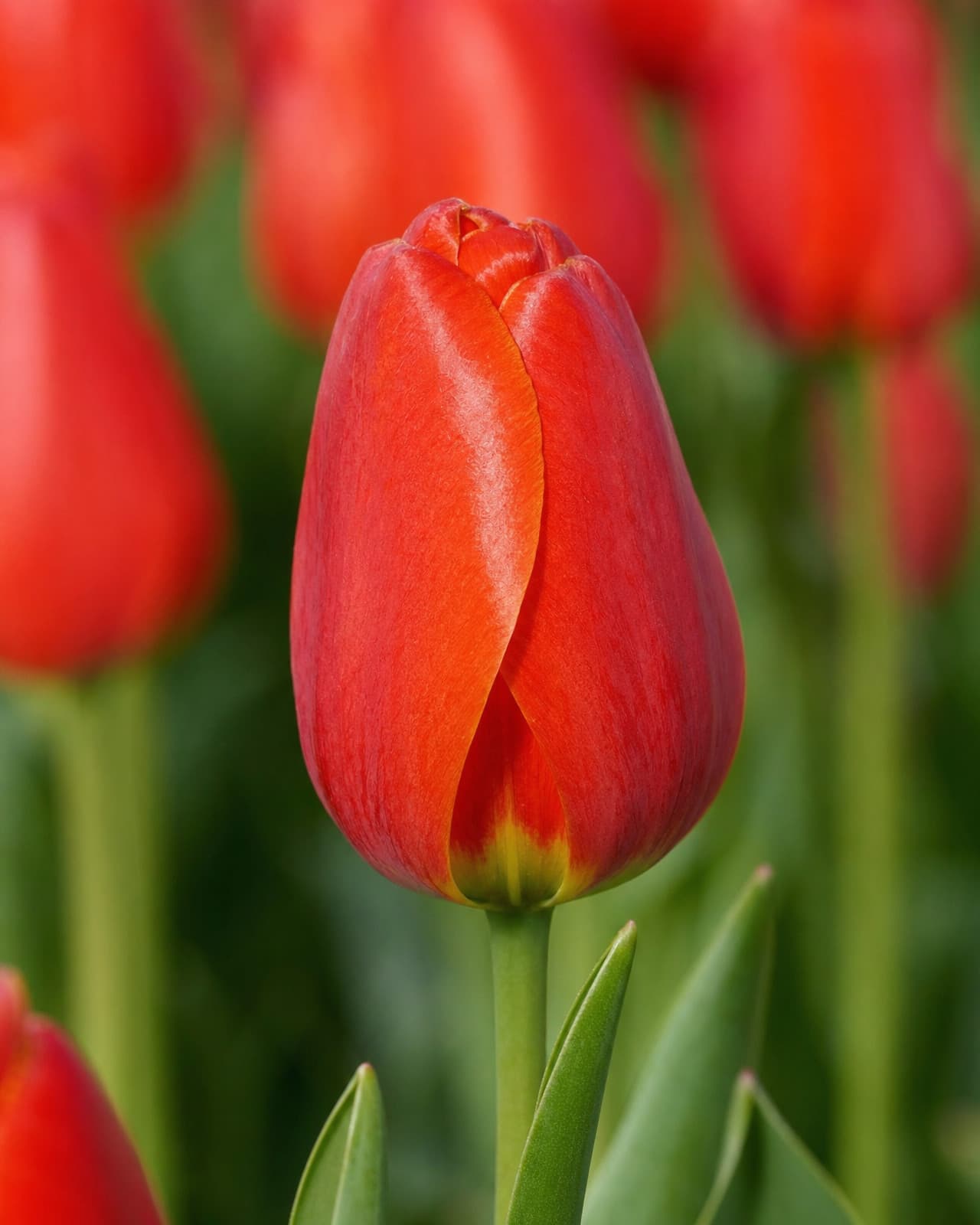 Rubinrød Tulipan 'Apeldoorn' i blomst