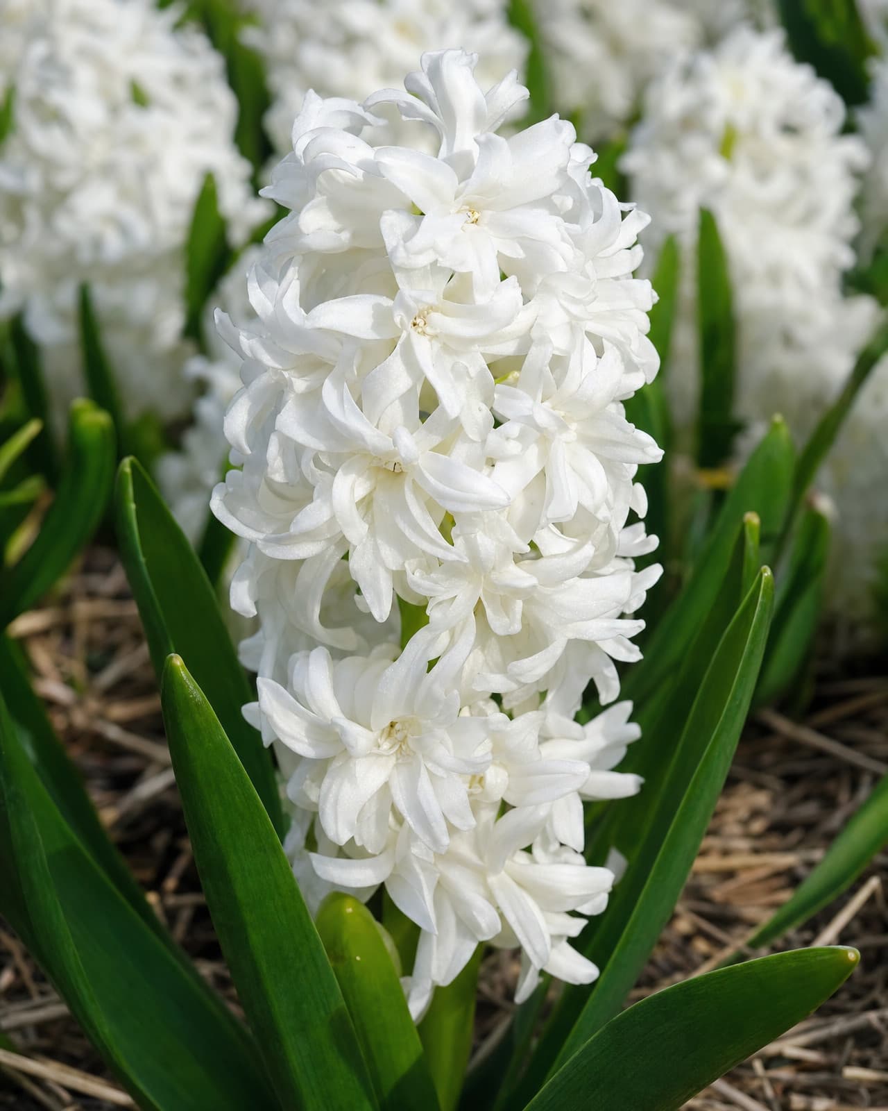 Hvid Tulipan 'Snow Crystal' i blomst