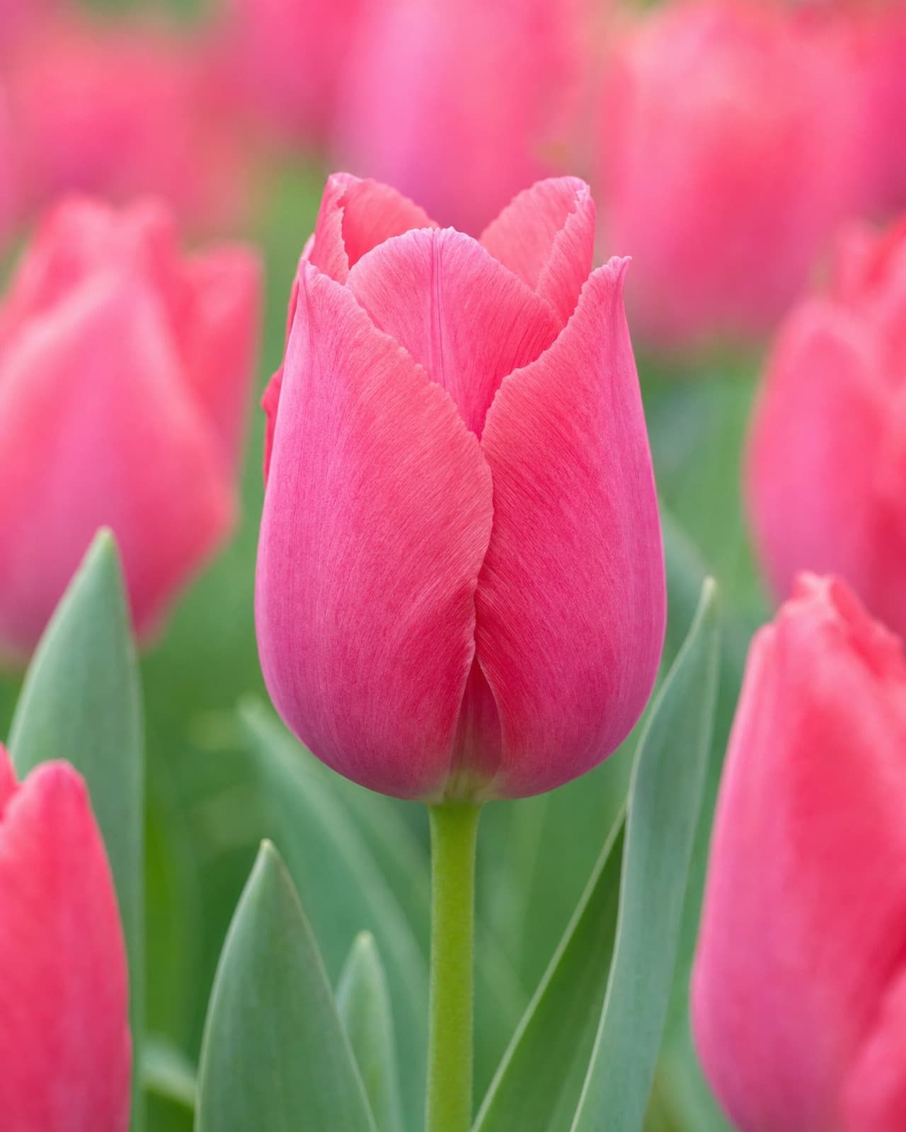 Rosa Tulipan 'Lady van Eijk' i blomst