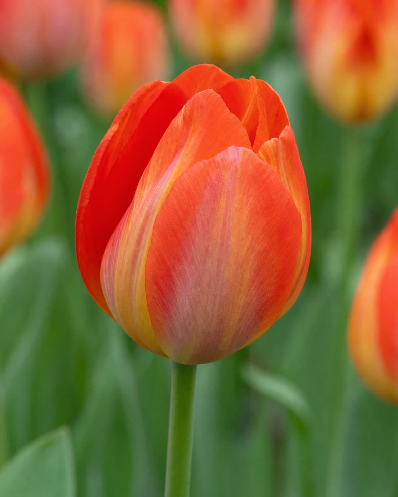 Orange Tulipan 'Orange van Eijk' i blomst