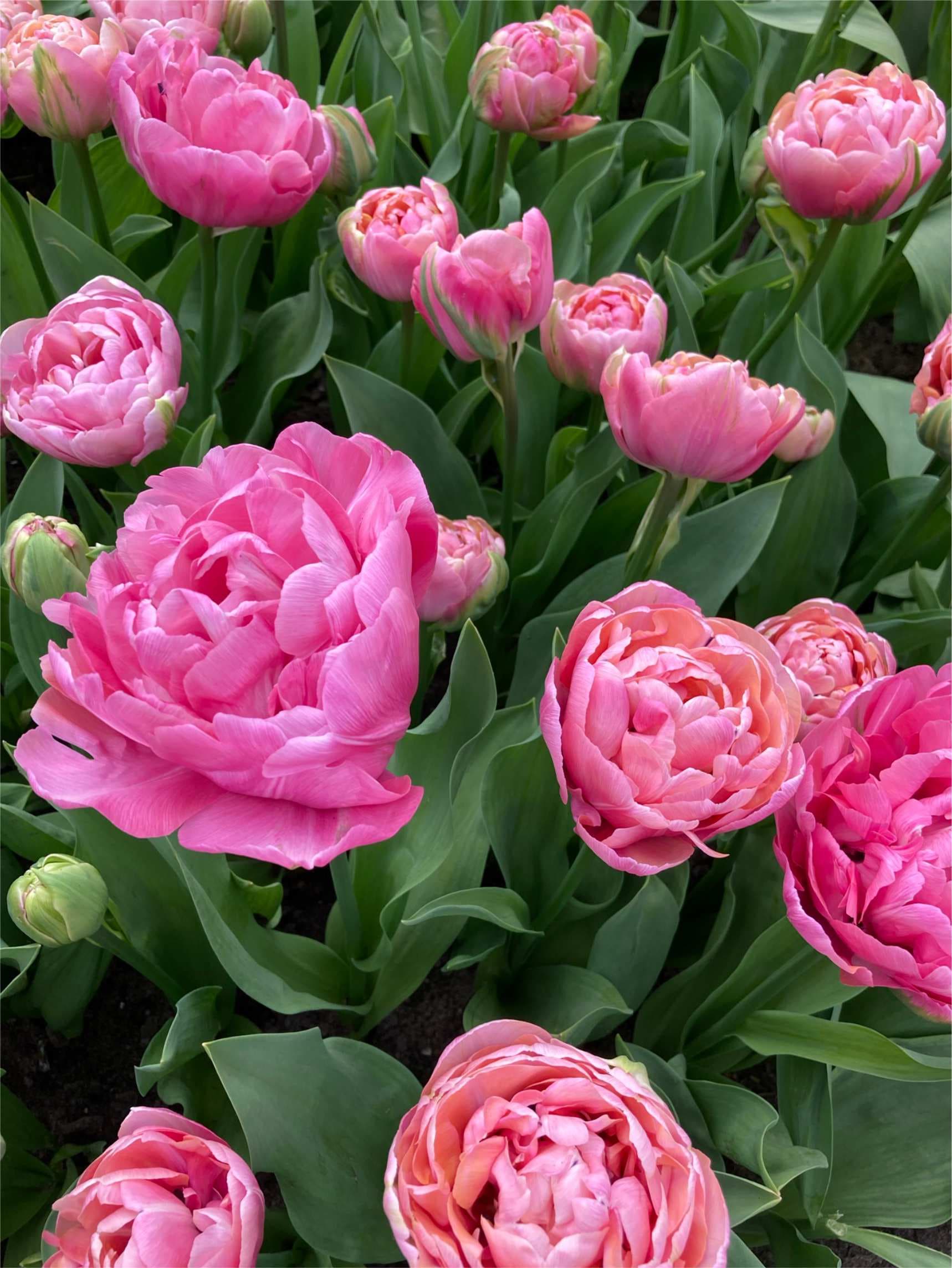 Rosa og hvid Tulipan 'Amazing Grace' i blomst — billede 2