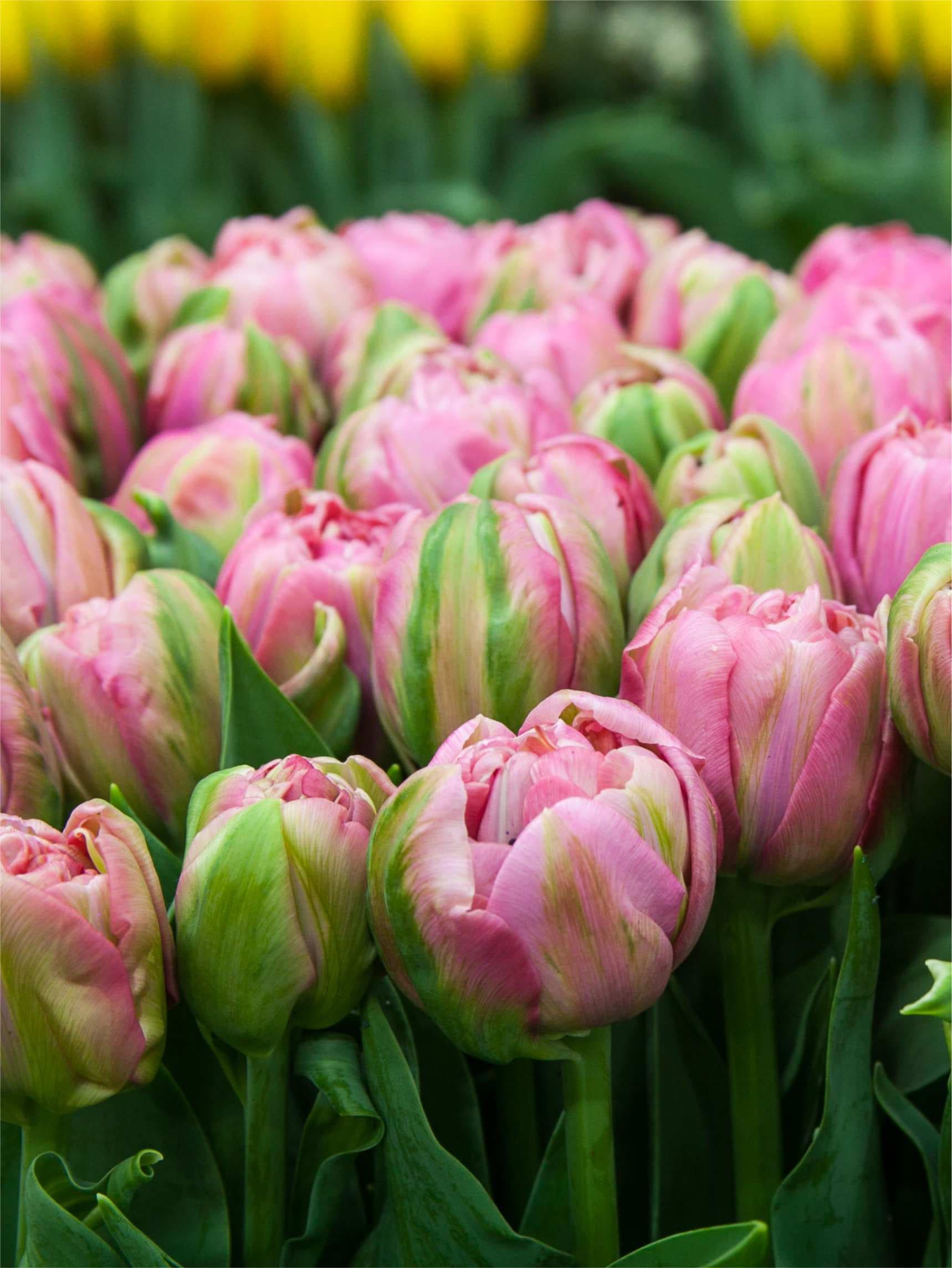 Rosa og hvid Tulipan 'Amazing Grace' i blomst — billede 3