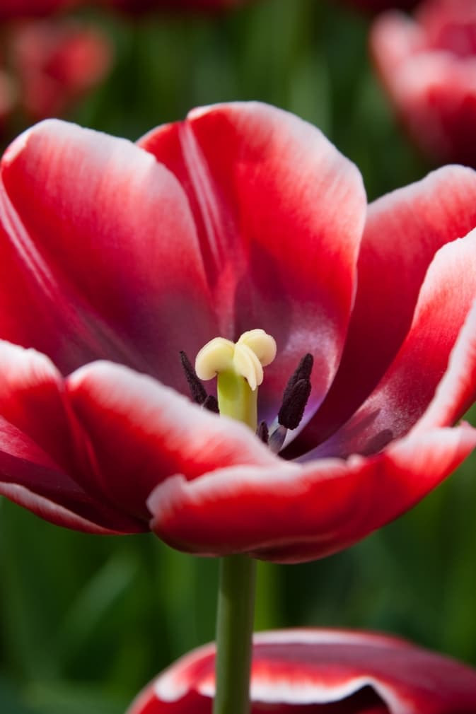 Mørkerød Tulipan 'Armani' i blomst — billede 2