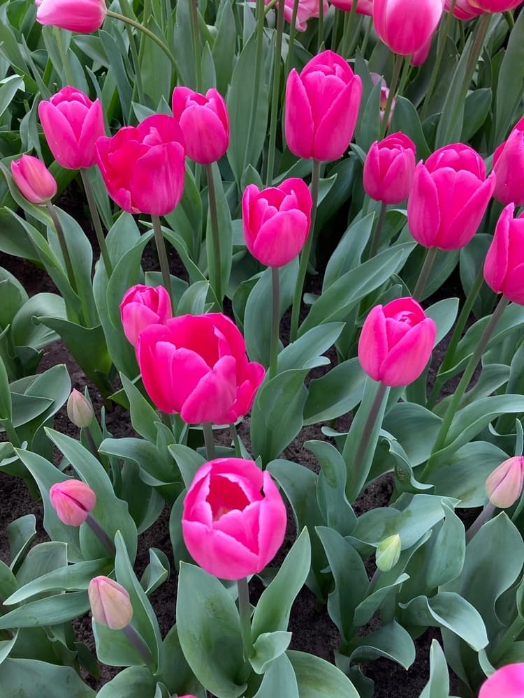 Fuchsialilla Tulipan 'Barcelona' i blomst — billede 2