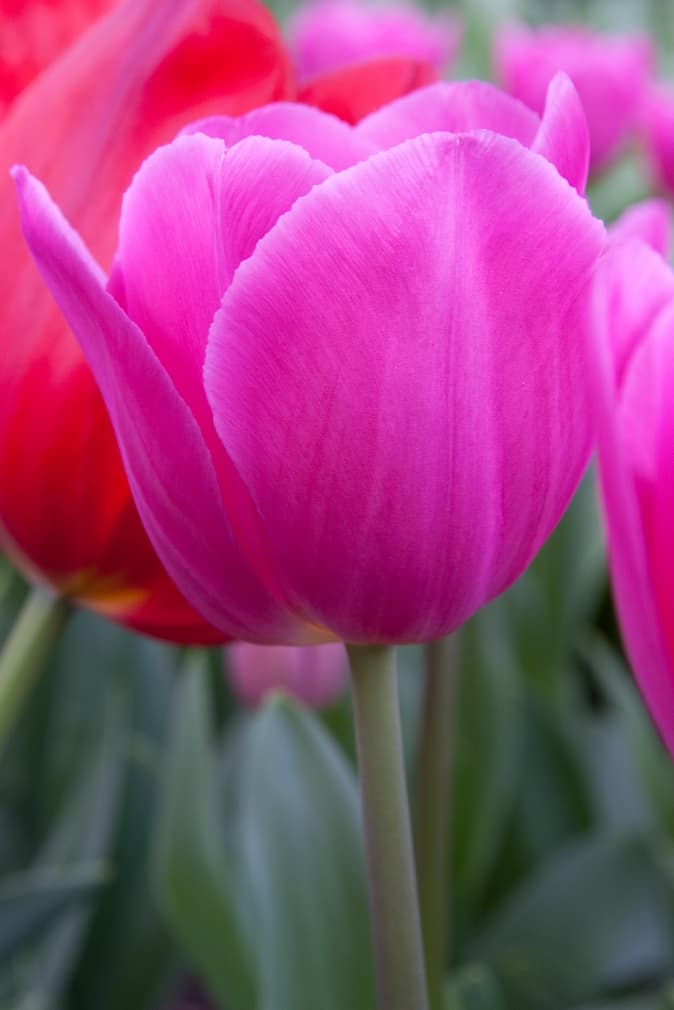 Fuchsialilla Tulipan 'Barcelona' i blomst — billede 3