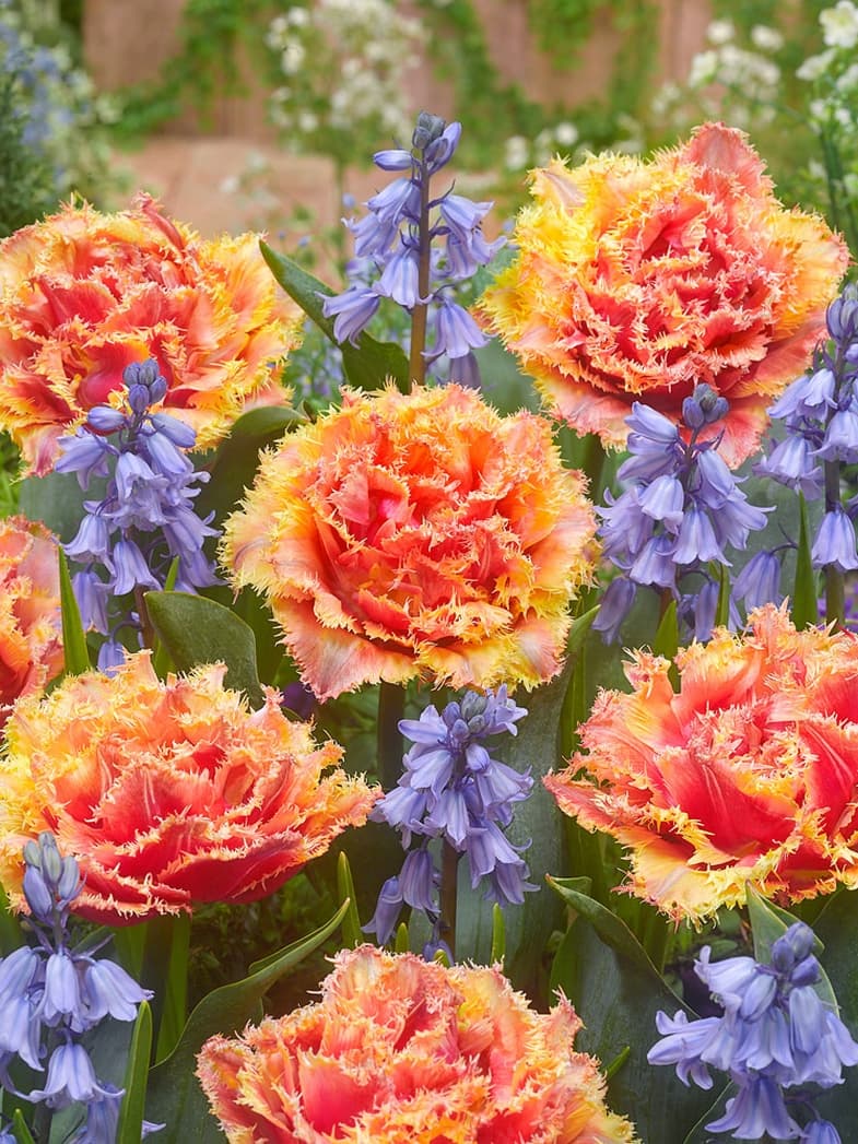 Rosa Tulipan 'Brisbane' i blomst — billede 2