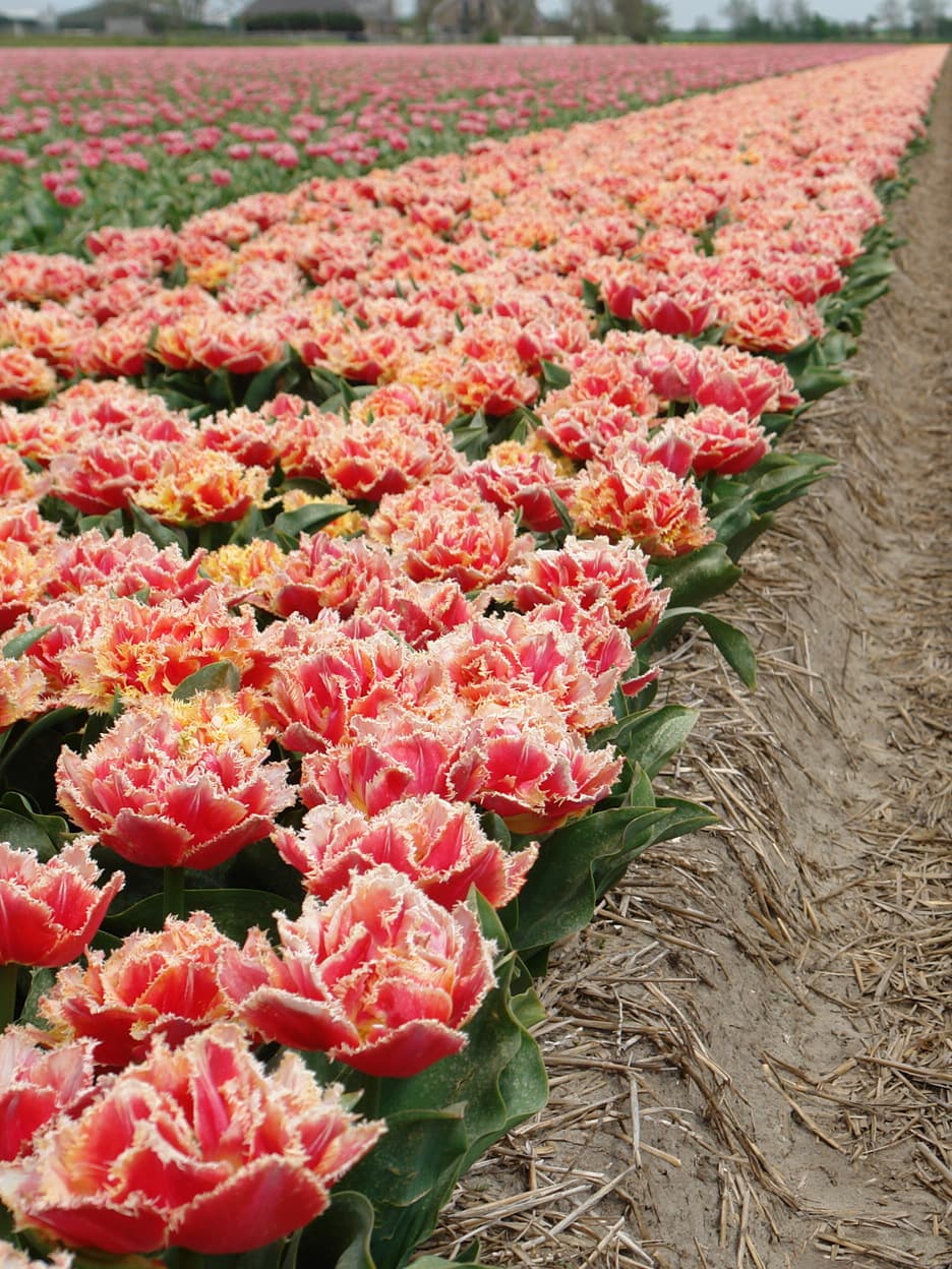 Rosa Tulipan 'Brisbane' i blomst — billede 3