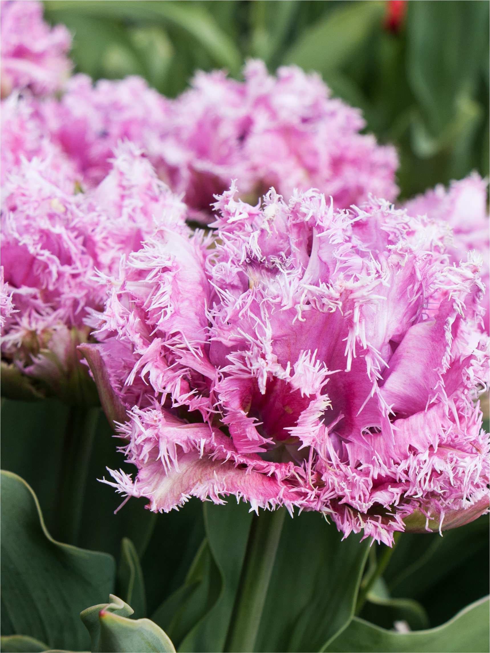 Lyslilla Tulipan 'Newcastle' i blomst — billede 2