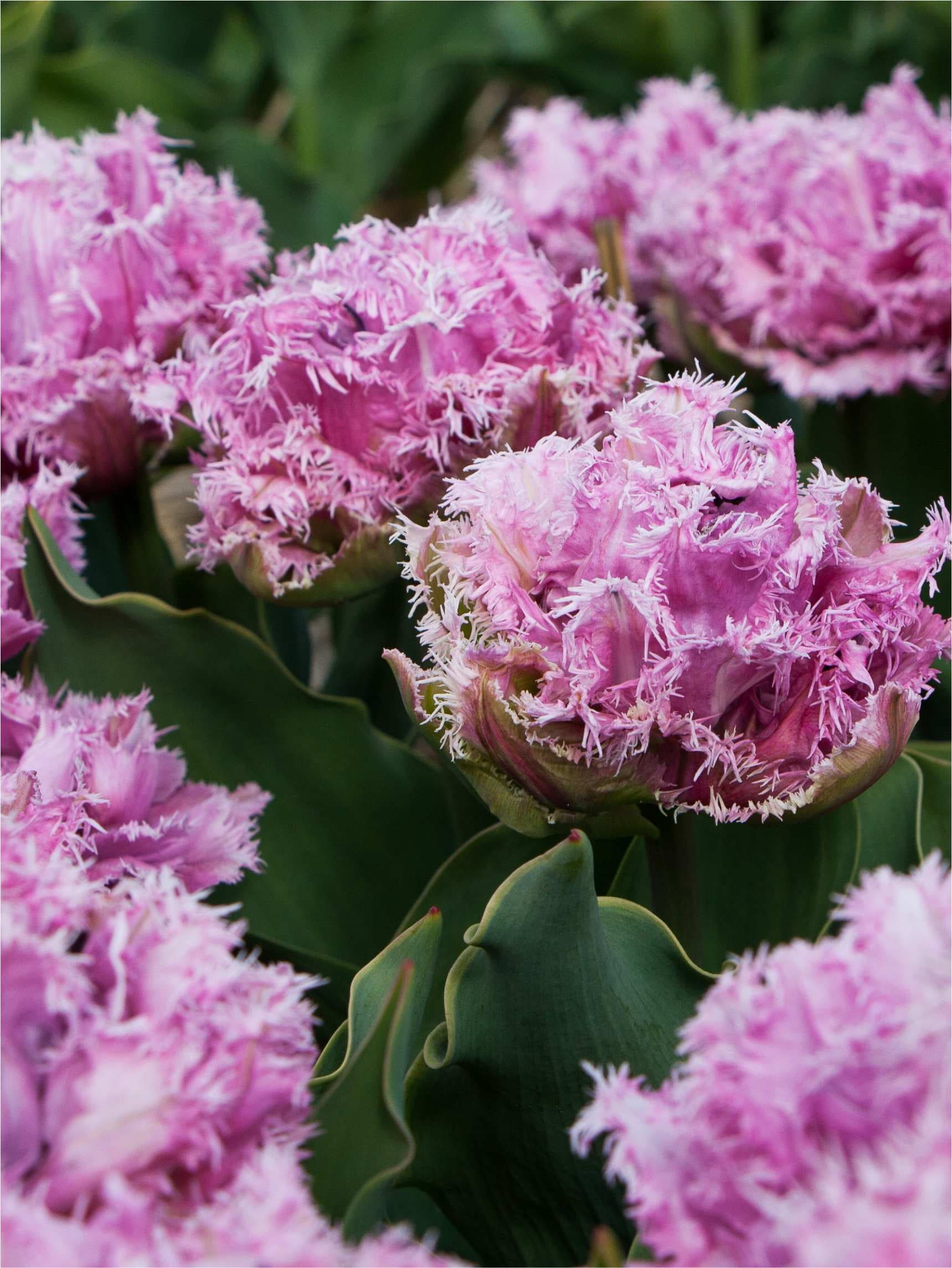 Lyslilla Tulipan 'Newcastle' i blomst — billede 3