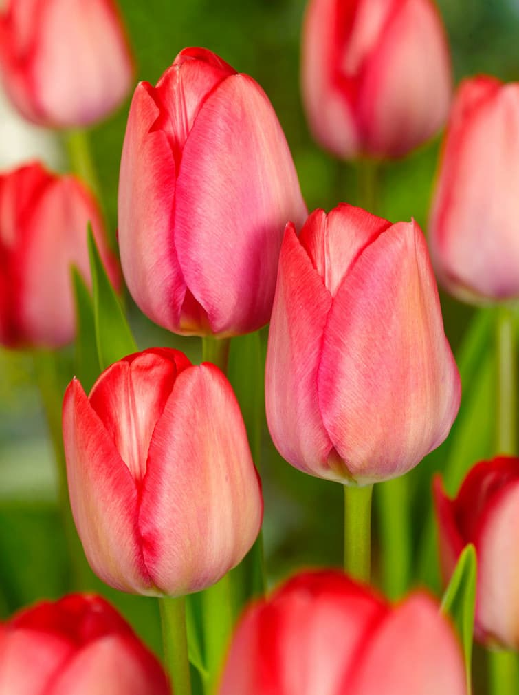 Rosarød Tulipan 'Van Eijk' i blomst