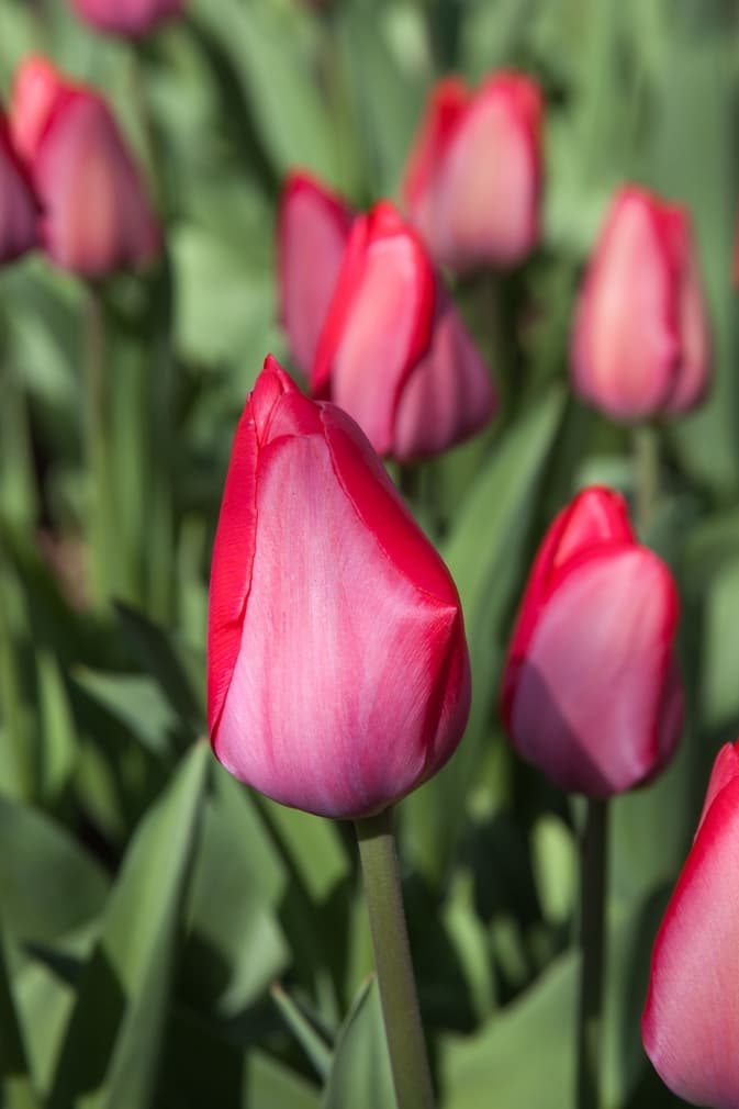 Rosarød Tulipan 'Van Eijk' i blomst — billede 2